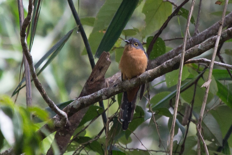 Chestnut-breasted Cuckoo (Cacomantis castaneiventris)